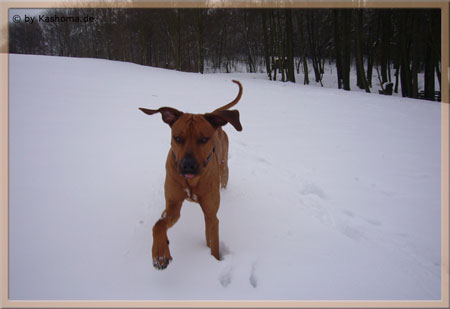 Rani im Schnee